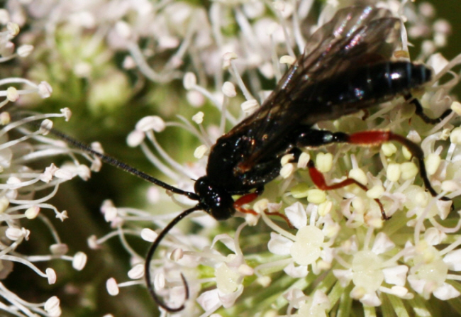 Episyron sp. (Pompilidae)?    No, Ichneumonidae: cfr. Phaenolobus sp., maschio